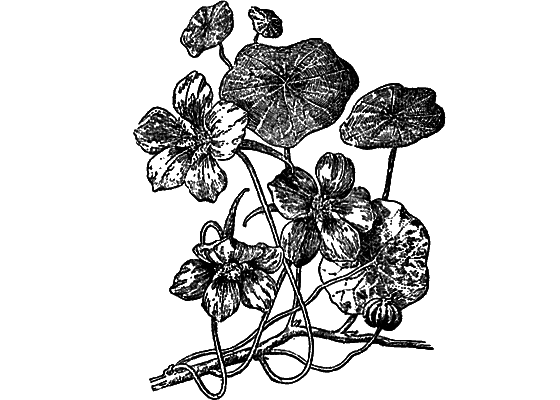 Рассказы о цветах - i_004.png