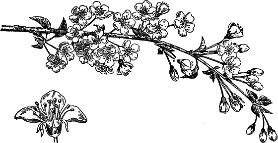Рассказы о цветах - i_005.png