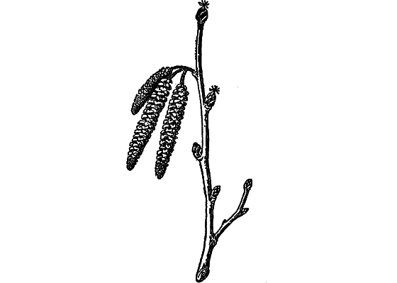 Рассказы о цветах - i_006.png