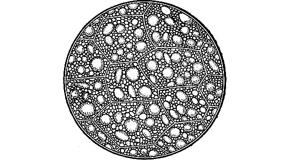 Рассказы о цветах - i_039.png