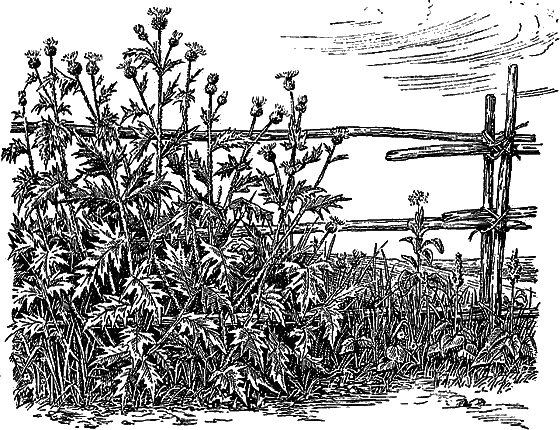 Рассказы о цветах - i_069.png