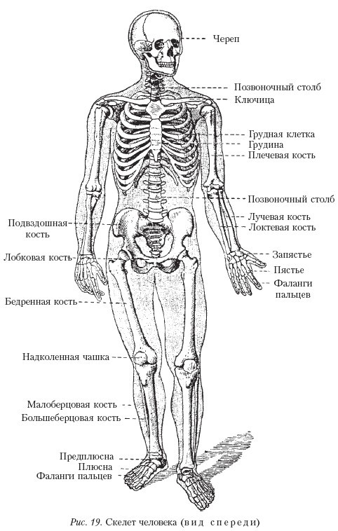 Самоучитель массажа. - _19.jpg