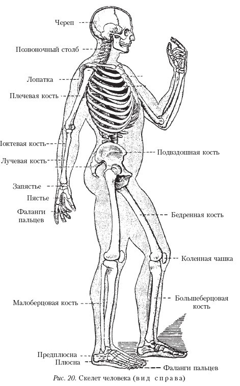 Самоучитель массажа. - _20.jpg