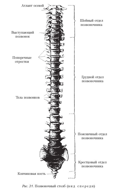 Самоучитель массажа. - _21.jpg