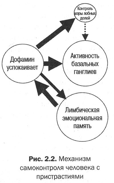 Измени мозг - изменится и тело - _12.jpg