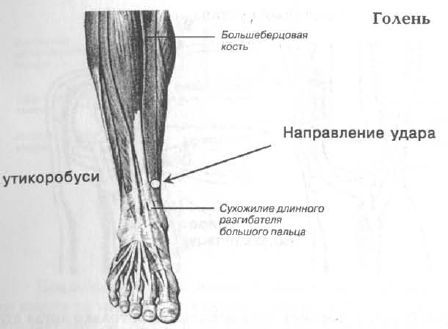 Aнатомия жизни и смерти. Жизненно важные точки на теле человека - _169.jpg