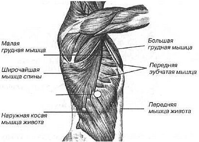 Aнатомия жизни и смерти. Жизненно важные точки на теле человека - _142.jpg