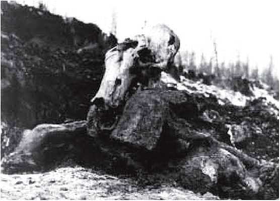 Мамонт - i_011.jpg