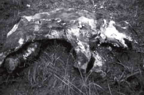 Мамонт - i_014.jpg