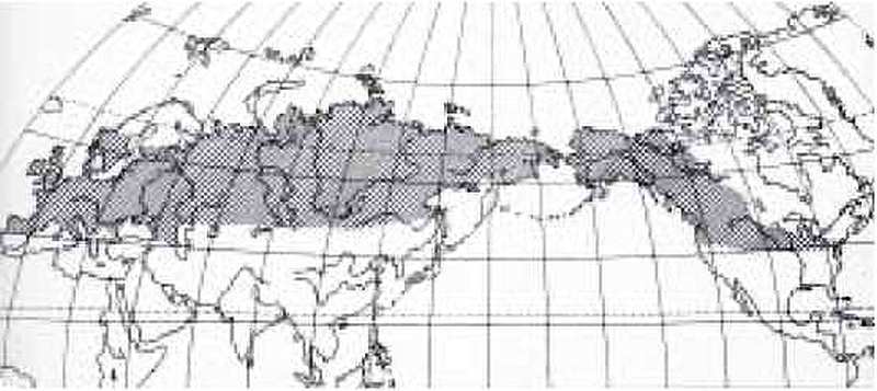 Мамонт - i_025.jpg