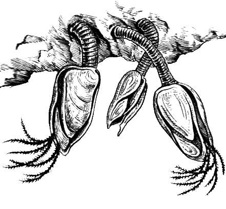 Членистоногие (Ракообразные. Паукообразные) - i_007.png
