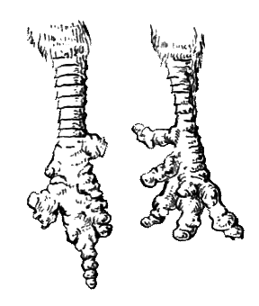 Членистоногие (Ракообразные. Паукообразные) - i_040.png