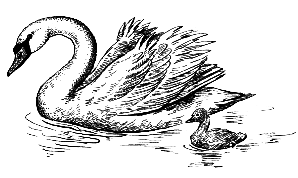 Птицы - i_015.png