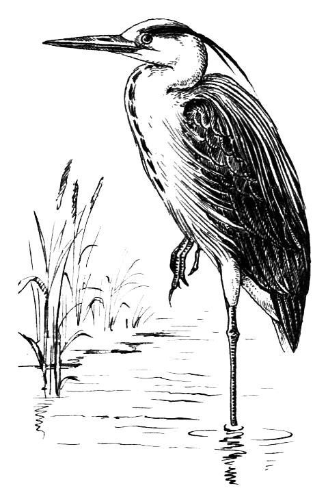 Птицы - i_018.png