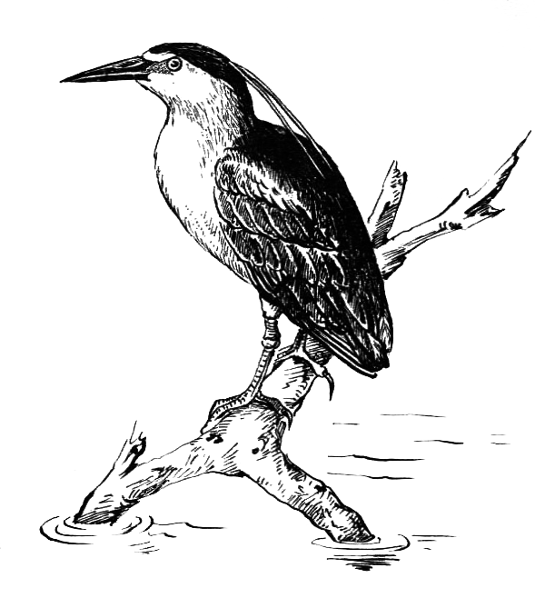 Птицы - i_019.png