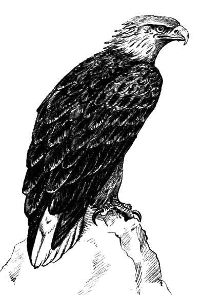 Птицы - i_025.png