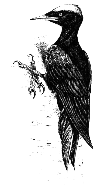 Птицы - i_032.png
