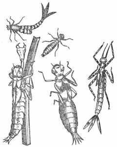 Рыбы России. Том второй - _81.jpg