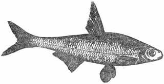 Рыбы России. Том второй - _89.jpg