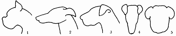 Атлас пород собак - i_004.png