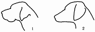 Атлас пород собак - i_005.png