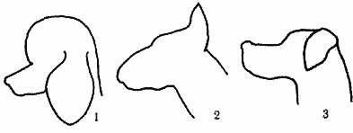 Атлас пород собак - i_006.png