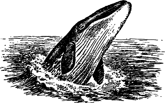 Существуют ли морские чудовища? - i_004.png