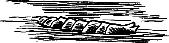Существуют ли морские чудовища? - i_016.png