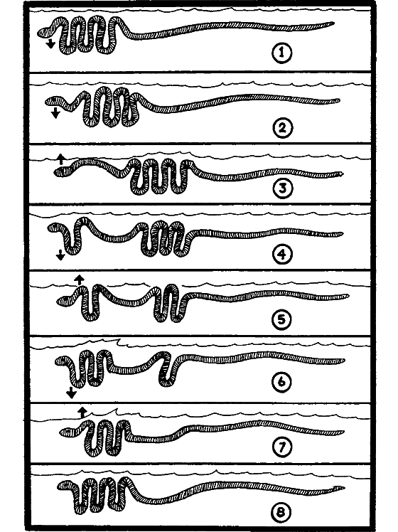 Существуют ли морские чудовища? - i_036.png