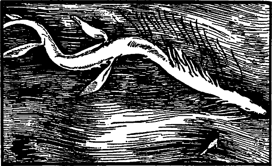 Существуют ли морские чудовища? - i_042.png