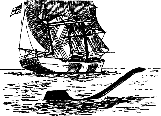 Существуют ли морские чудовища? - i_043.png