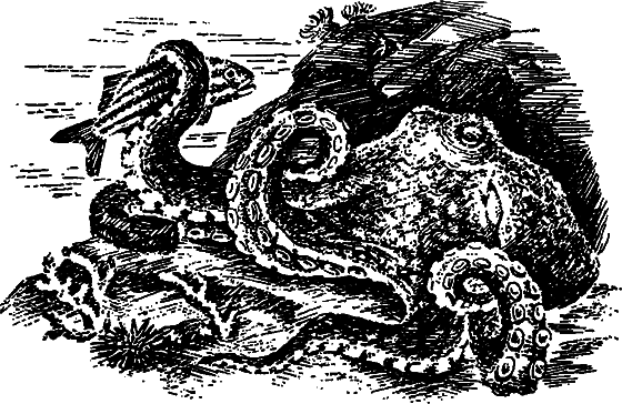 Существуют ли морские чудовища? - i_045.png