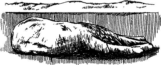 Существуют ли морские чудовища? - i_048.png