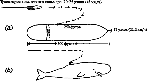 Существуют ли морские чудовища? - i_052.png