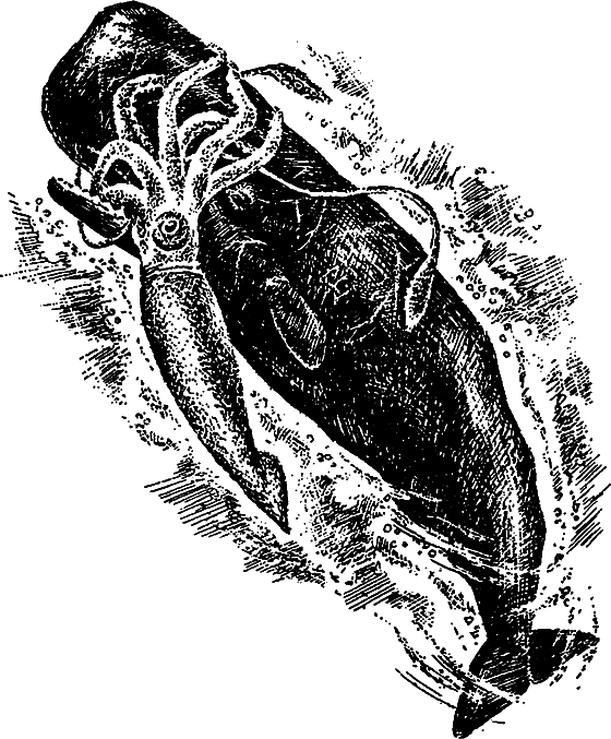 Существуют ли морские чудовища? - i_054.png