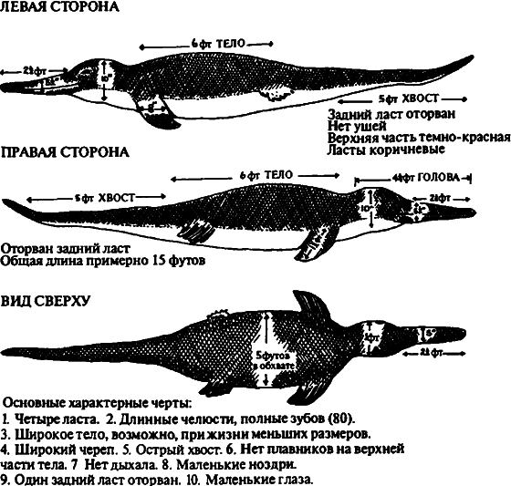 Существуют ли морские чудовища? - i_068.png