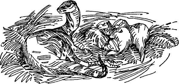 Краснокожая хищница - i_033.png