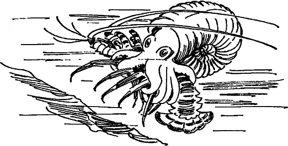 Краснокожая хищница - i_066.png