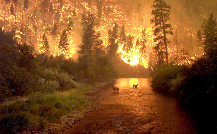 Основы безопасности жизнедеятельности. 7 класс - fires_mccolgan_big.jpg