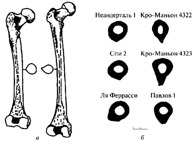 Неандертальцы: история несостоявшегося человечества - img_02_24.jpg