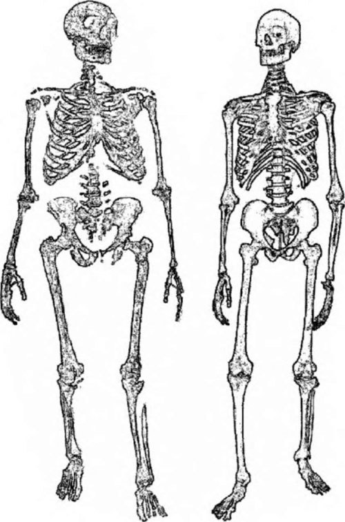 Неандертальцы: история несостоявшегося человечества - img_02_26.jpg