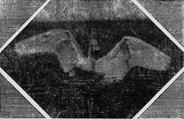 Всемирный следопыт 1929 № 12 - _26_str932.png