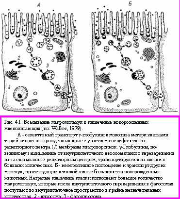 Теория адекватного питания и трофология - _14.jpg