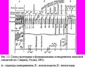 Теория адекватного питания и трофология - _5.jpg