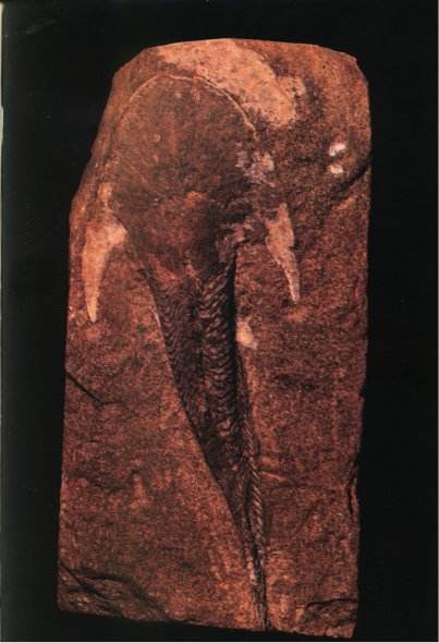 Жизнь на Земле. Естественная история - i_053.jpg