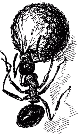 Маленькие труженики леса - _069.png