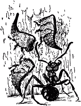 Маленькие труженики леса - _090.png