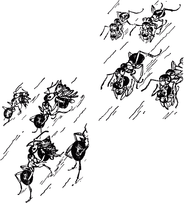Маленькие труженики леса - _129.png