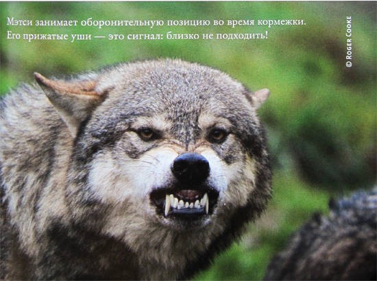 Свой среди волков - IMG_8457b.jpg