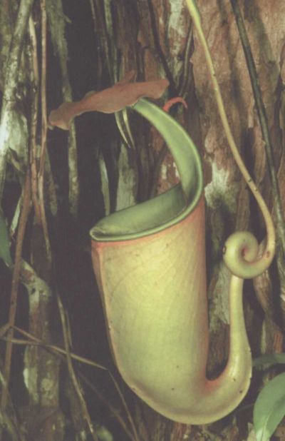 Умные растения - i_008.jpg